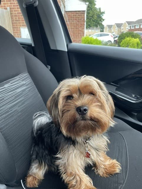 A dog settled in for a ride in the pet taxi