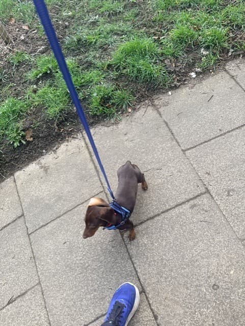 A miniature dachshund out on a lead walk in Kent