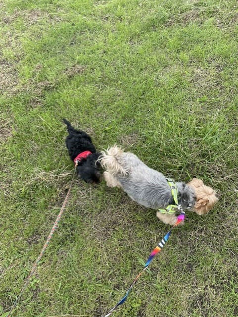 Two small dogs socialising together on a group walk